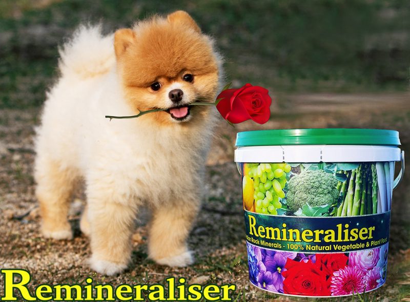 Remineraliser